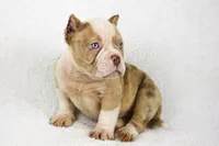 Lilac Merle Male, a male American Bully for sale in Orangeburg, SC – 3 of 6