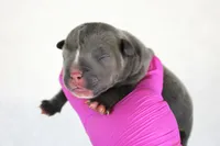 Blue Male, a male American Bully for sale in Orangeburg, SC – 1 of 3