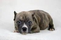 Blue Brindle, a male American Bully for sale in Orangeburg, SC – Photo 3 of 4