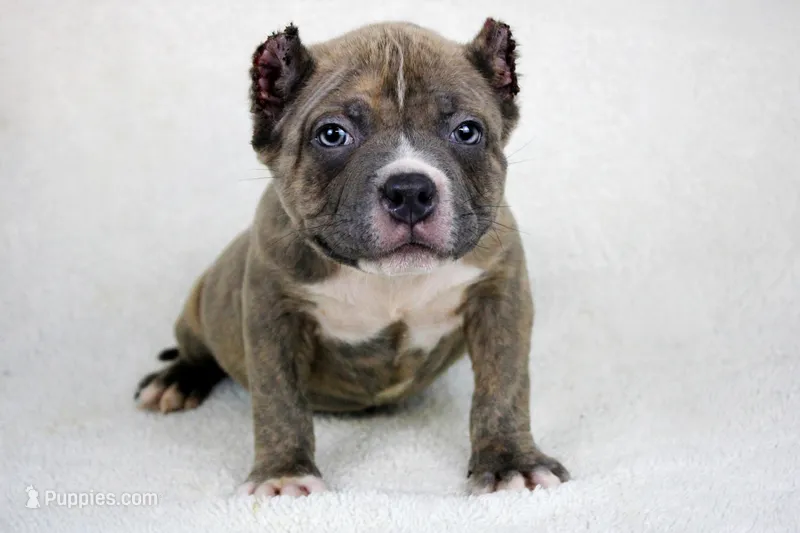 Blue Brindle – American Bully puppy for sale in Orangeburg, SC