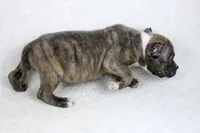 Blue Brindle, a male American Bully for sale in Orangeburg, SC – Photo 4 of 4