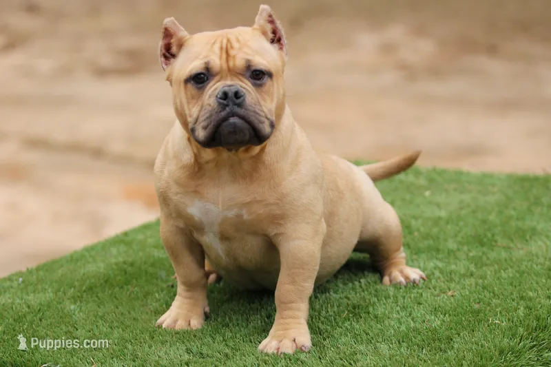 Fawn Female – American Bully puppy for sale in Orangeburg, SC