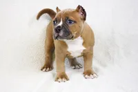 Fawn Female, a female American Bully for sale in Orangeburg, SC – 4 of 8