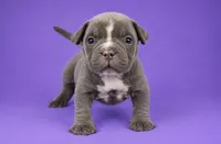 Lilac Female, a female American Bully for sale in Orangeburg, SC – 2 of 5
