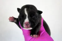 Black Male, a male American Bully for sale in Orangeburg, SC – 1 of 3