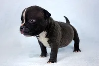 Black Male, a male American Bully for sale in Orangeburg, SC – 2 of 5