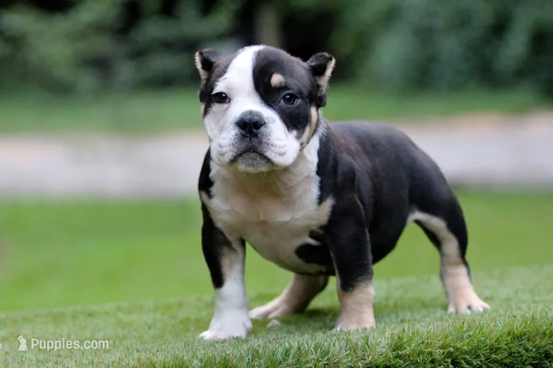 Black Tri Male – American Bully puppy for sale in Orangeburg, SC