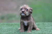 Female , a female American Bully and Cavapoo for sale in Orangeburg, SC – 6 of 6