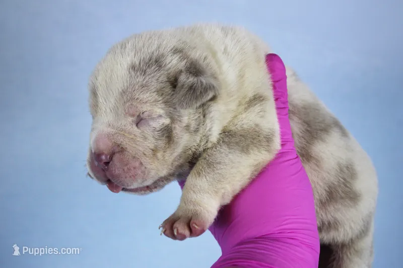 Lilac Tri Merle Male 2 – American Bully puppy for sale in Orangeburg, SC