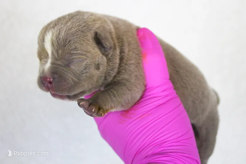 Lilac Male – American Bully puppy for sale in Orangeburg, SC