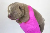 Lilac Male, a male American Bully for sale in Orangeburg, SC – 1 of 3