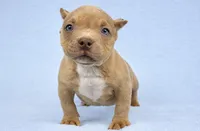Lilac Male, a male American Bully for sale in Orangeburg, SC – 3 of 3