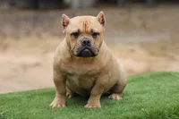 Fawn Female, a female American Bully for sale in Orangeburg, SC – 4 of 7
