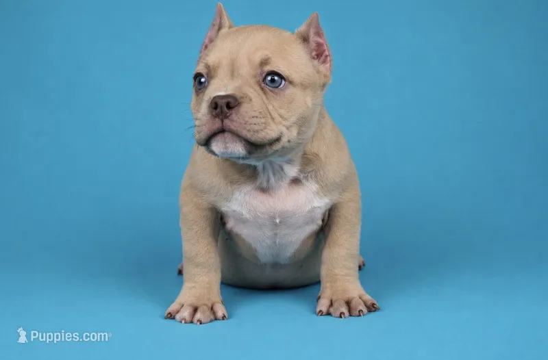Chocolate Fawn Male – American Bully puppy for sale in Orangeburg, SC