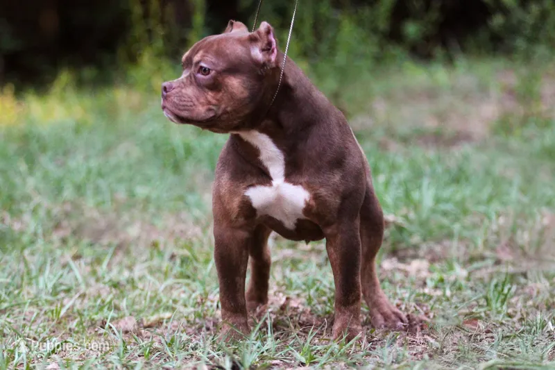 Chocolate Tri Female – American Bully puppy for sale in Orangeburg, SC