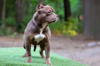 Chocolate Tri Female, a male American Bully for sale in Orangeburg, SC – Photo 3 of 5