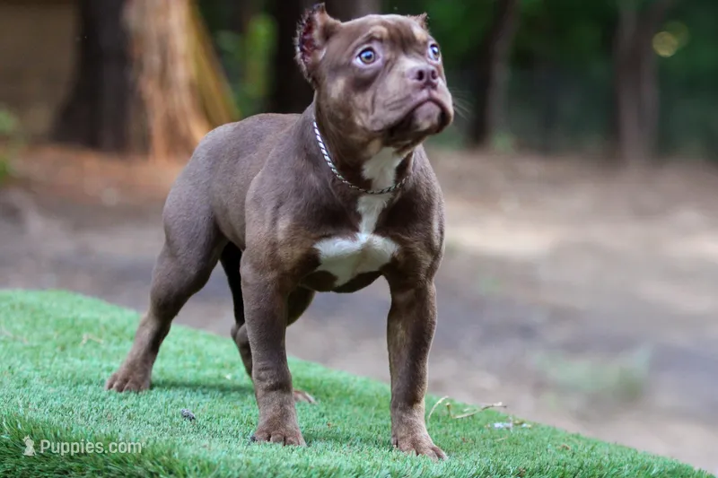 Chocolate Tri Female – American Bully puppy for sale in Orangeburg, SC