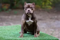 Chocolate Tri Female, a male American Bully for sale in Orangeburg, SC – Photo 4 of 5