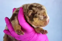 Chocolate Tri Merle Male, a male American Bully for sale in Orangeburg, SC – 3 of 5
