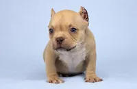 Chocolate Fawn Male, a male American Bully for sale in Orangeburg, SC – 3 of 3