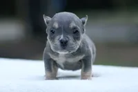 Blue Tri, a female American Bully for sale in Orangeburg, SC – 1 of 4
