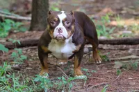 Chocolate Trindle Female, a female American Bully for sale in Orangeburg, SC – 9 of 10