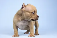 Chocolate Fawn Male, a male American Bully for sale in Orangeburg, SC – 2 of 3