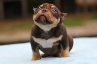 Chocolate Tri Male, a male American Bully for sale in Orangeburg, SC – 8 of 10