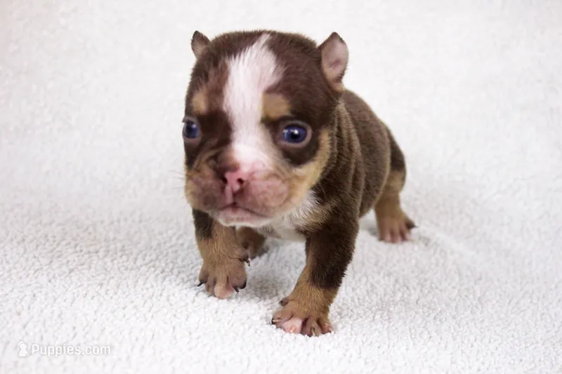 Chocolate Tri Merle Female – American Bully puppy for sale in Orangeburg, SC