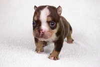 Chocolate Tri Merle Female, a female American Bully for sale in Orangeburg, SC – 1 of 6