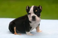 Black Tri Male, a male American Bully for sale in Orangeburg, SC – 6 of 6