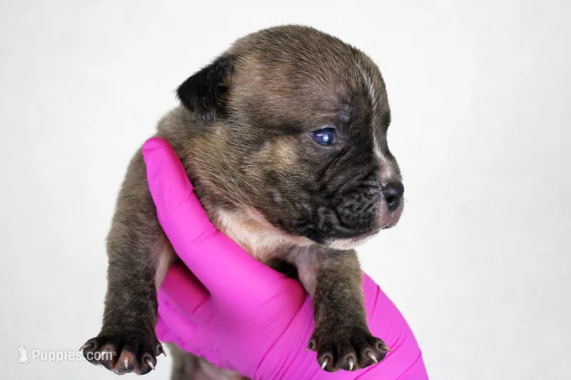 Black Brindle Male – American Bully puppy for sale in Orangeburg, SC
