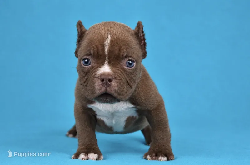 Chocolate Male  – American Bully puppy for sale in Orangeburg, SC