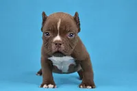 Chocolate Male , a male American Bully for sale in Orangeburg, SC – 1 of 5