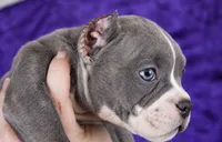 Brindle Female, a female American Bully for sale in Orangeburg, SC – 6 of 7