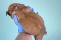 Fawn Merle Male, a male American Bully for sale in Orangeburg, SC – Photo 2 of 4