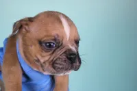 Fawn Merle Male, a male American Bully for sale in Orangeburg, SC – Photo 3 of 4