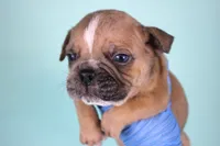 Fawn Merle Male, a male American Bully for sale in Orangeburg, SC – Photo 4 of 4