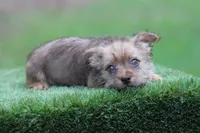 Male 3, a male American Bully and Cavapoo for sale in Orangeburg, SC – 3 of 5