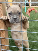 Fawn Male, a male American Bully for sale in Orangeburg, SC – 4 of 7