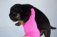 Black Tri Female, a female American Bully for sale in Orangeburg, SC – 4 of 5