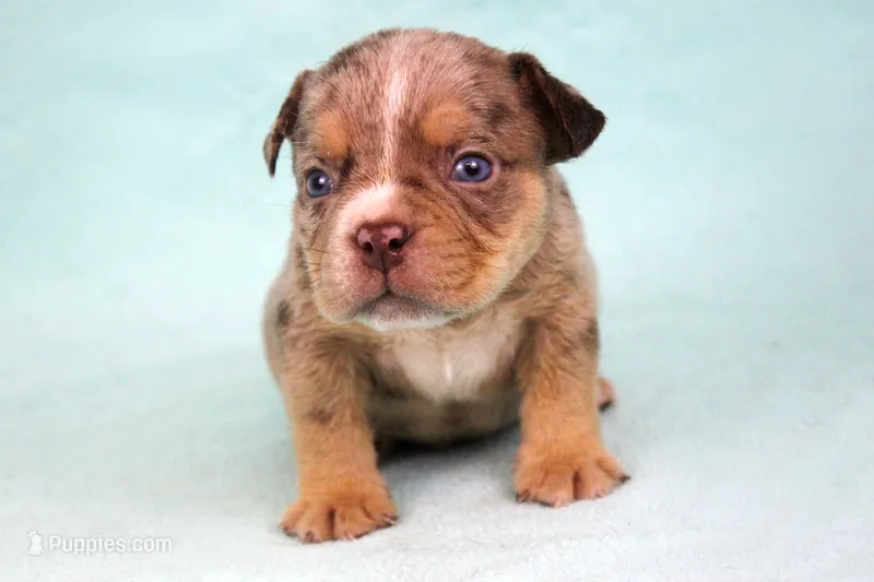 Chocolate Tri Merle Male – American Bully puppy for sale in Orangeburg, SC