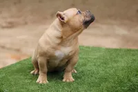 Fawn Female, a female American Bully for sale in Orangeburg, SC – Photo 6 of 7