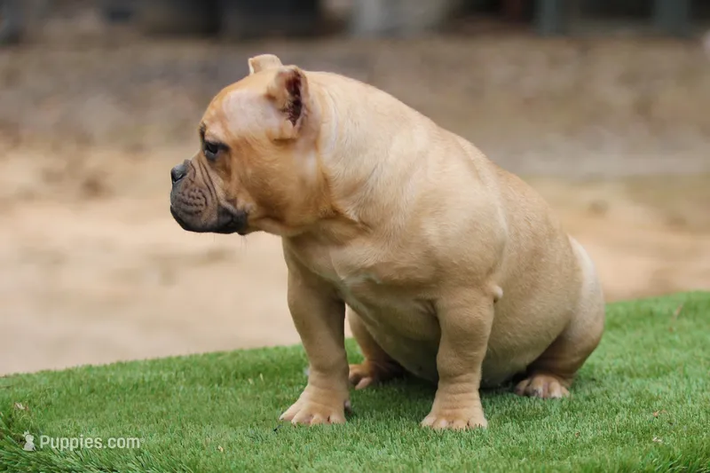 Fawn Female – American Bully puppy for sale in Orangeburg, SC