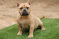 Fawn Female, a female American Bully for sale in Orangeburg, SC – Photo 3 of 7