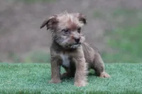 Female , a female American Bully and Cavapoo for sale in Orangeburg, SC – 4 of 6