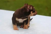 Chocolate Tri Male, a male American Bully for sale in Orangeburg, SC – 6 of 10