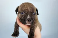 Black Brindle Male, a male American Bully for sale in Orangeburg, SC – 3 of 7
