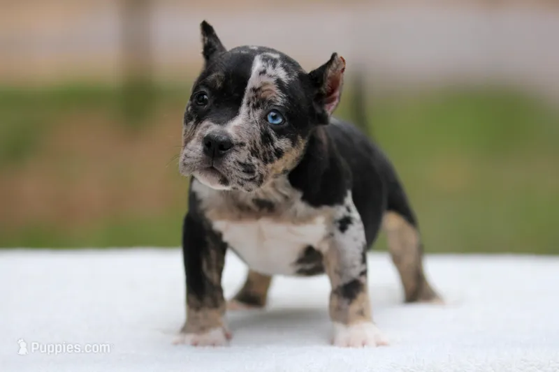 Black Tri Merle Split Face Female – American Bully puppy for sale in Orangeburg, SC