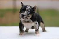 Black Tri Merle Split Face Female, a male American Bully for sale in Orangeburg, SC – Photo 1 of 6